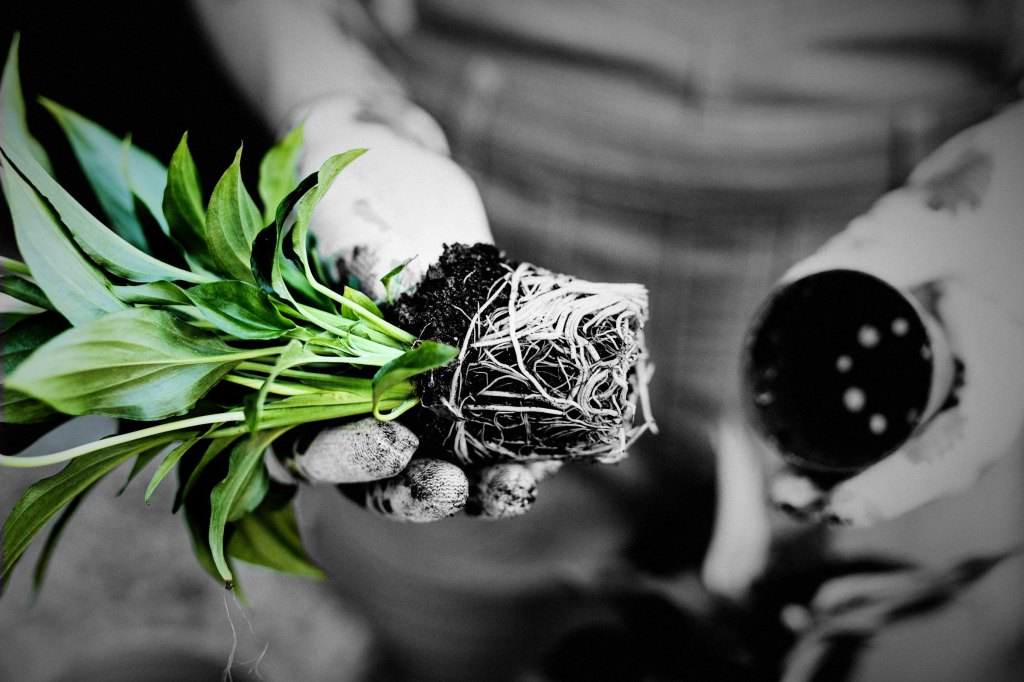 Gloved hands lift a green plant from its pot, its roots grown into the shape of the old container, in an otherwise black-and-white scene.